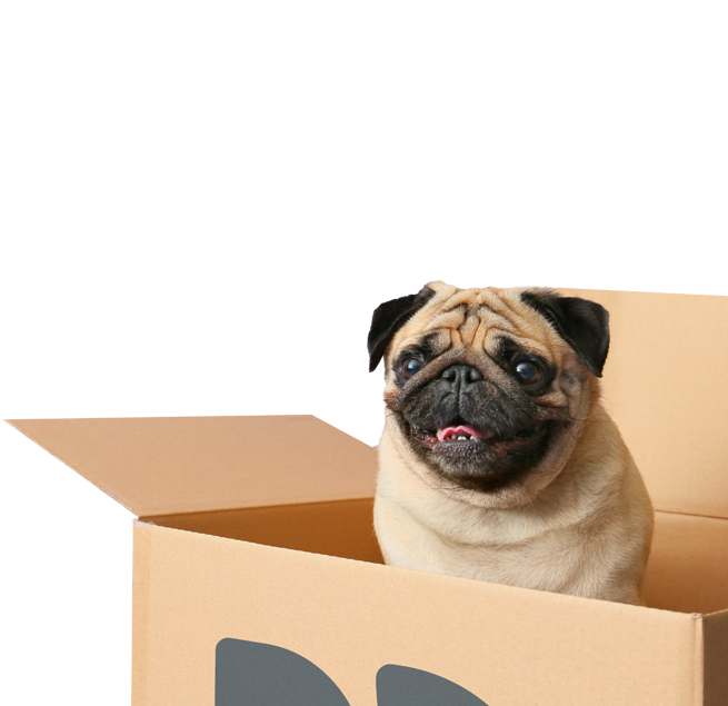 pug in a box 3