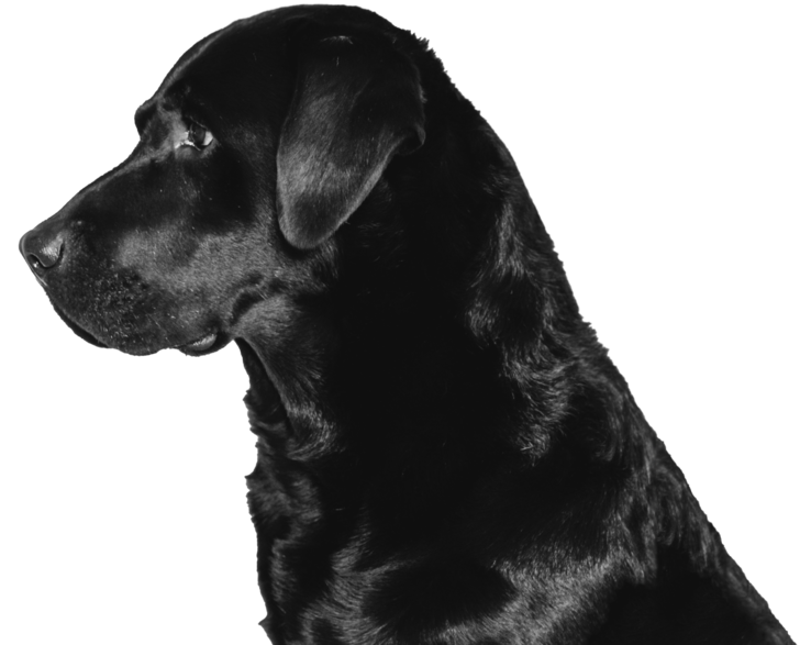 Black Dog - Nutritious Dog Food Company